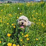 Hund Mila